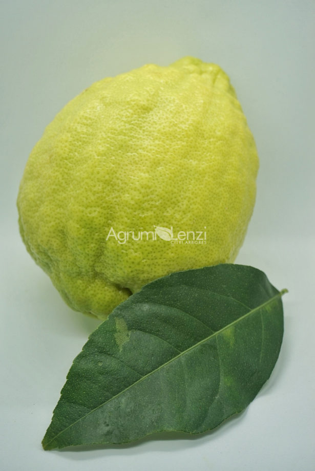 Limone Cedrato Gigante