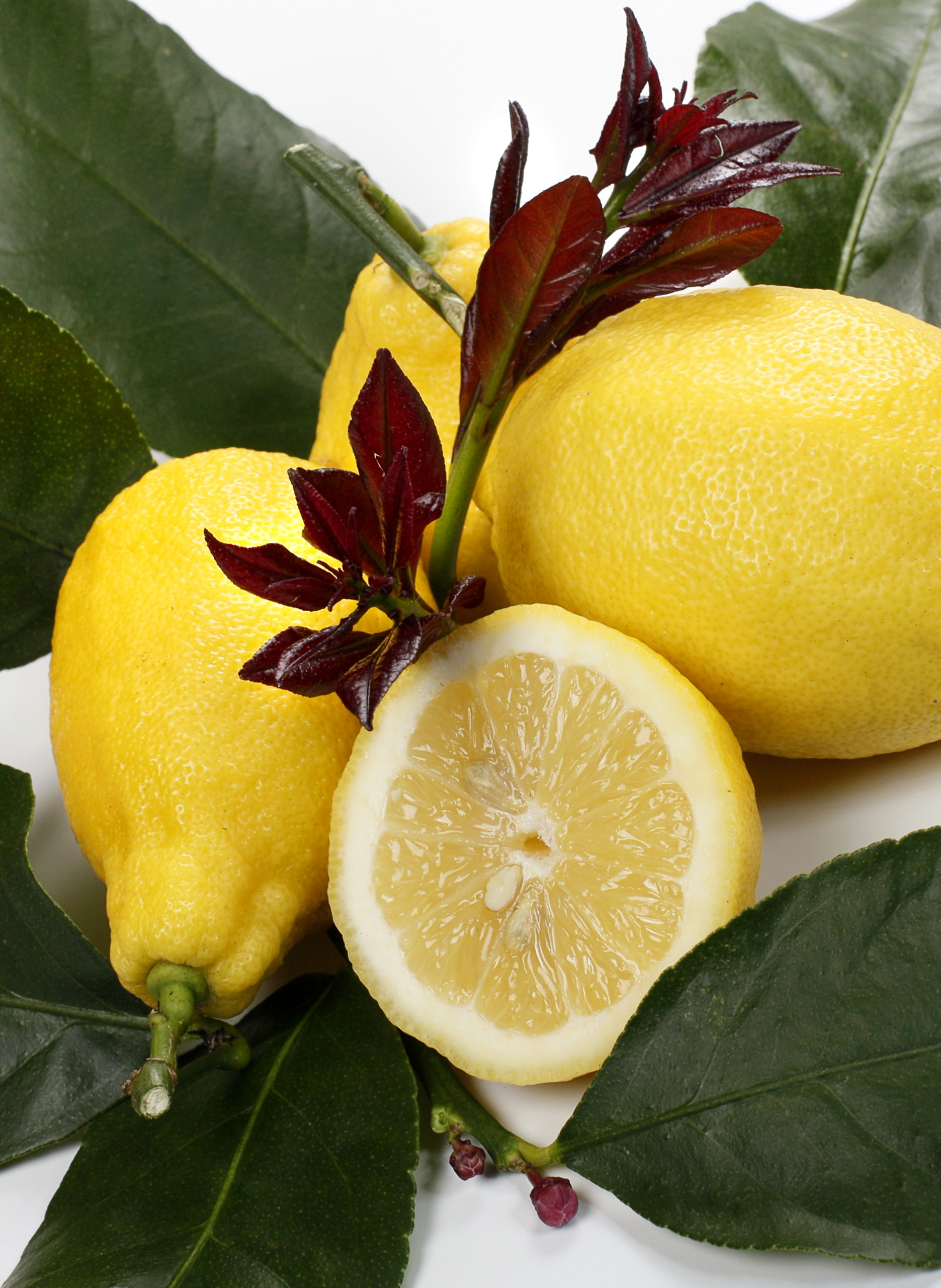 Лимон феминелло карубаро
