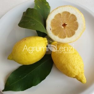 Limone Sfusato Amalfitano