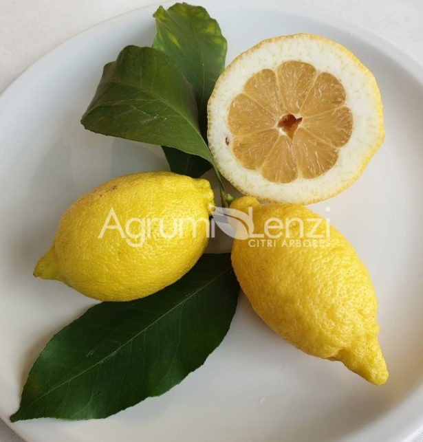 Limone Sfusato Amalfitano