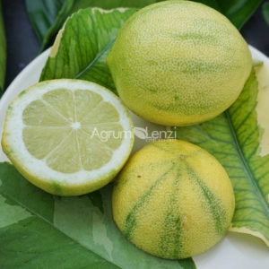 Limone Variegato