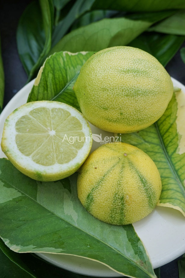 Limone Variegato