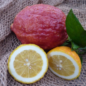 Limone Vinato o Rosso (Citrus limon)