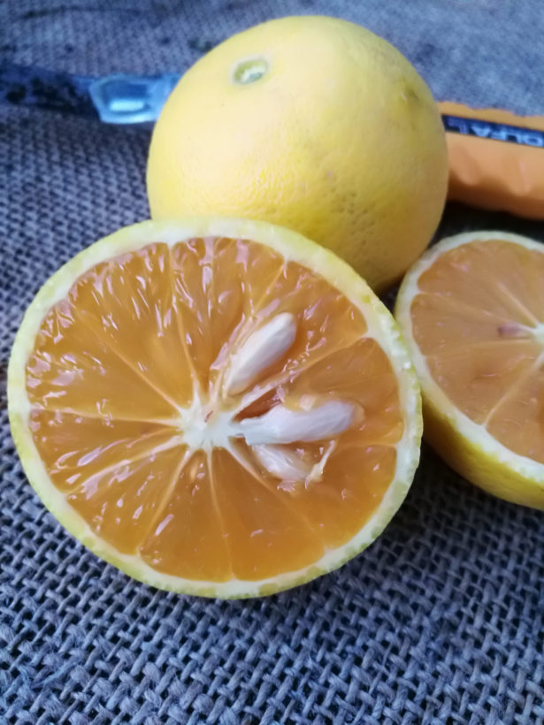 Arancio dolce variegato a polpa rossa