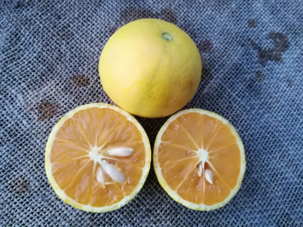 Arancio variegato rosso