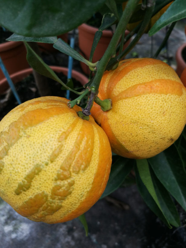 Arancio Amaro Svizzero