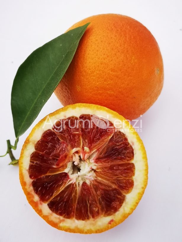 Arancio Tarocco Comune