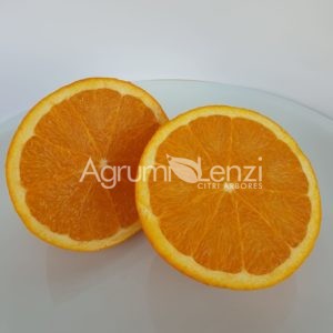 Arancio Tarocco belladonna