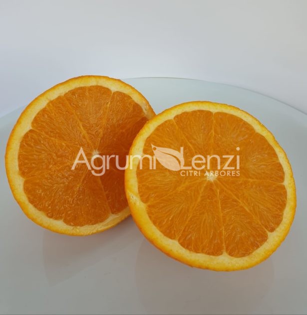 Arancio Tarocco belladonna