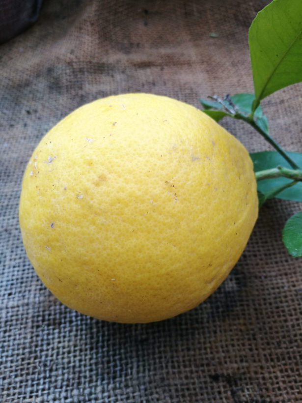 Limone cedrato rosso 2