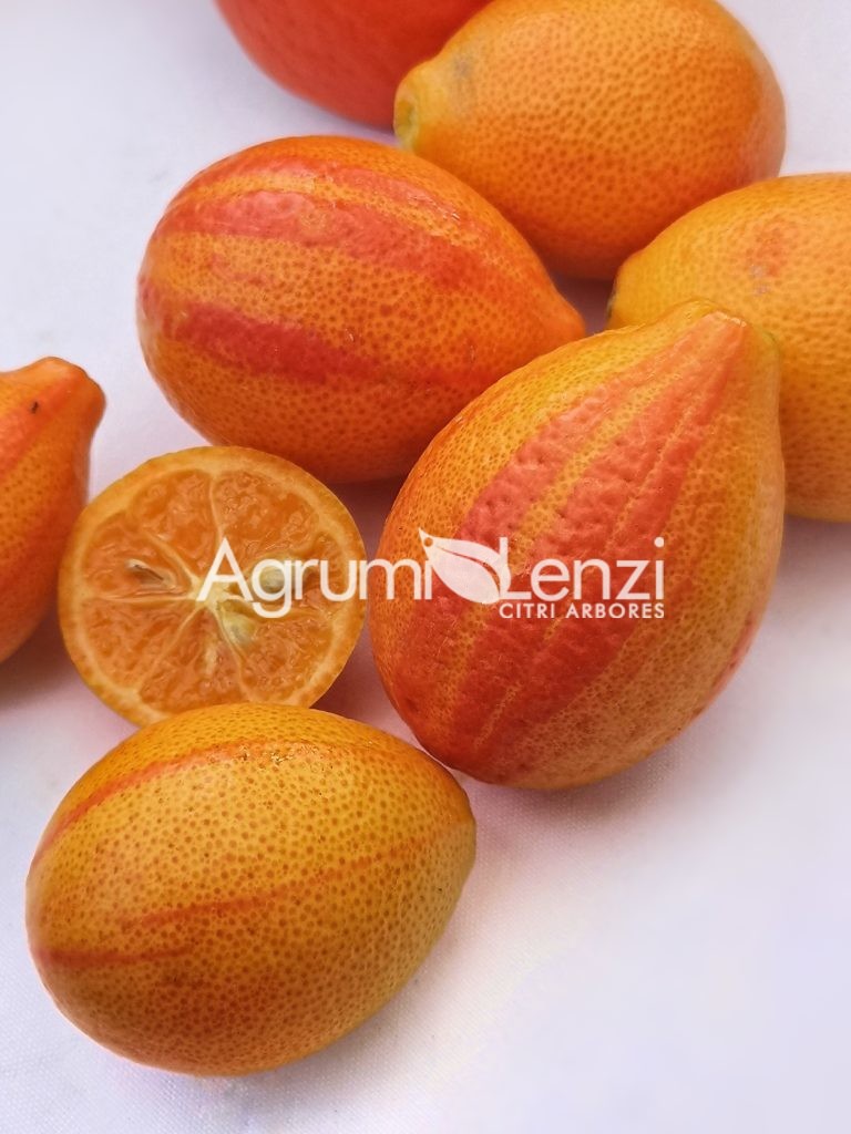 Orangequat variegato