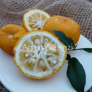 Yuzu (Citrus junos)