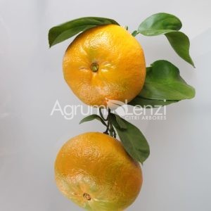 Arancio Amaro Boquet de Nice a fiore doppio