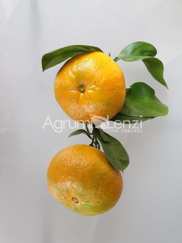 Arancio Amaro Boquet de Nice a fiore doppio