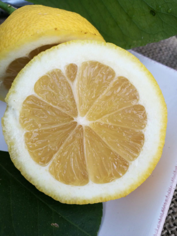 Limone di Mentone
