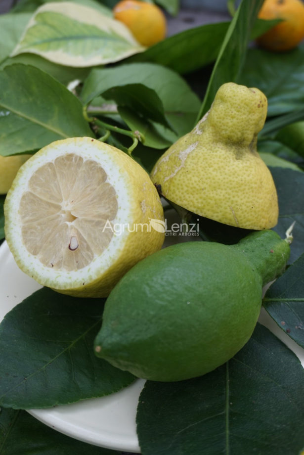 Limone Lunario a frutto grande
