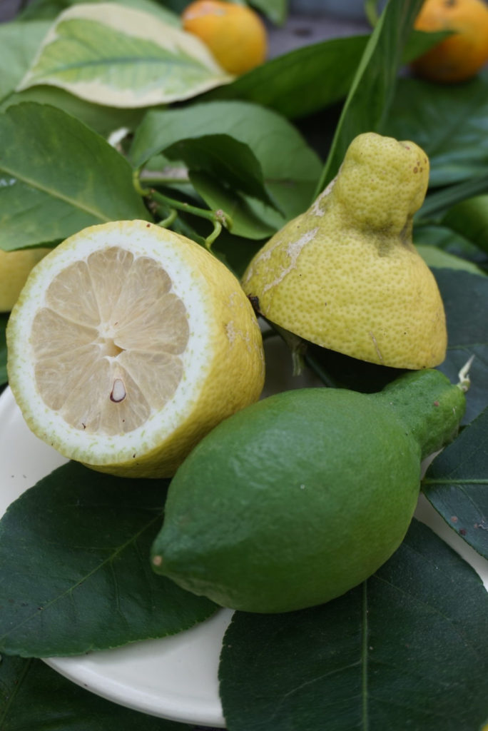 Limone Lunario a frutto grande