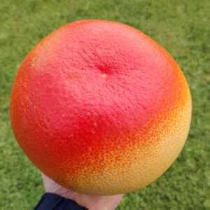 Vietnamese Red Pomelo (Citrus grandis)